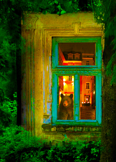  Bear looking out window into forest