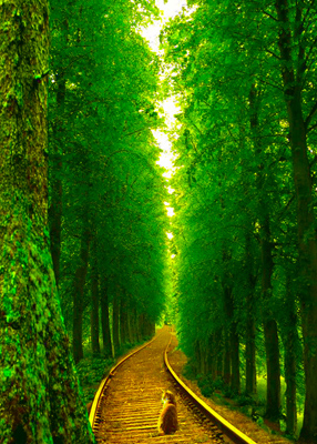 Orange cat sitting on railroad tracks running through a forest.