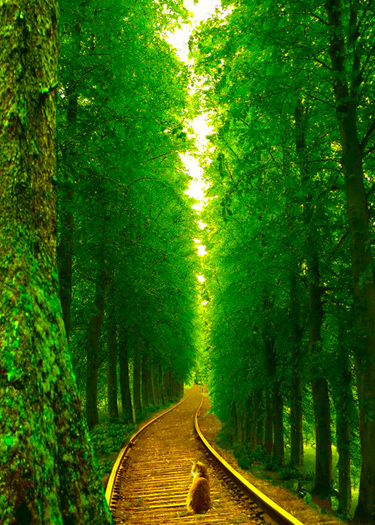  Orange cat sitting on railroad tracks running through a forest.