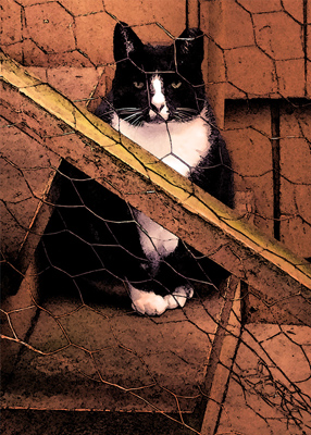 Tuxedo cat staring into the camera from a wooden stoop.