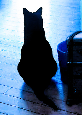 Cat silhouetted in sunlight in a room with wooden floors.