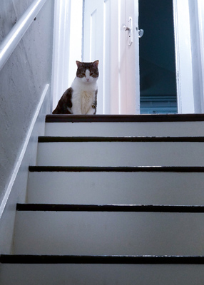 Tabby cat at top of stairs, looking down
