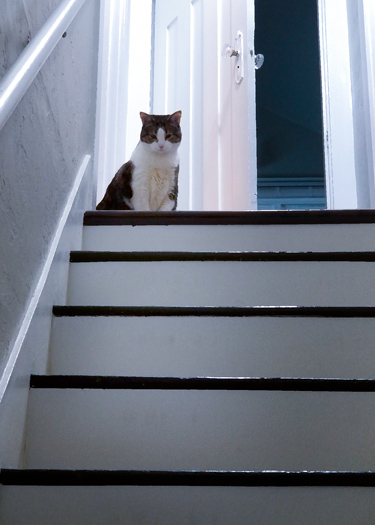  Tabby cat at top of stairs, looking down