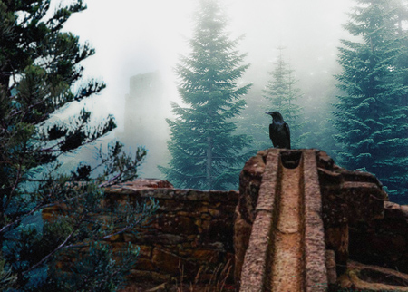 Raven perched on wall with castle shrouded in heavy fog.