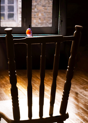 Colorful bird on chair in a dark room