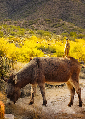 Meerkat sitting on burro in desert landscape