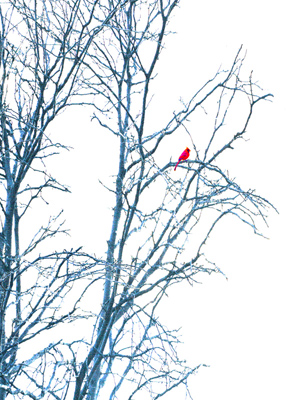 Red Cardinal sitting in tree, black against a snowy sky.