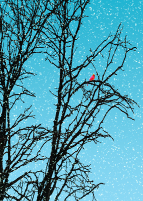 Red Cardinal sitting in a tree, blue against a white background.