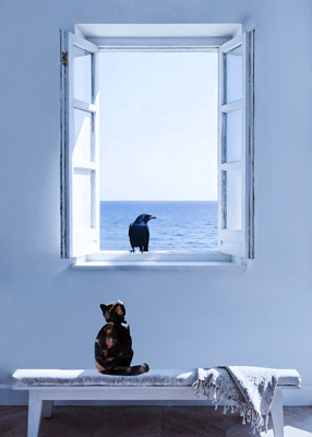 Small cat looking at crow in window.