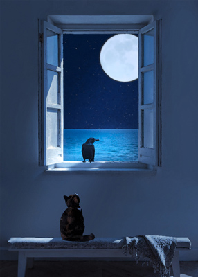 Small cat looking at crow in window in the evening.