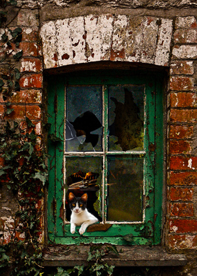Cat leaning out of window in brick wall.