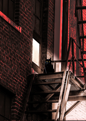 Cat sitting on fire-escape.