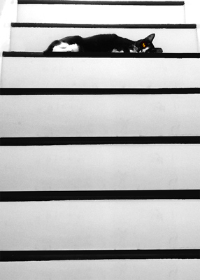 Tuxedo cat laying on the stairs. Everything is black and white except for his orange eyes