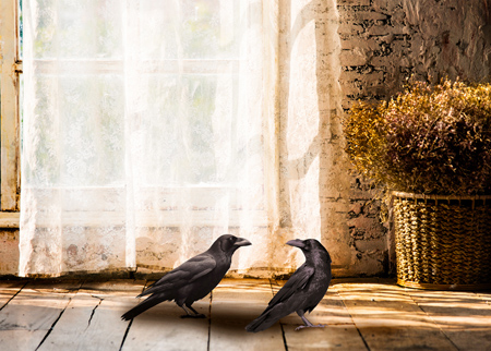 Two crows in a patch of sunlight on a wooden floor.