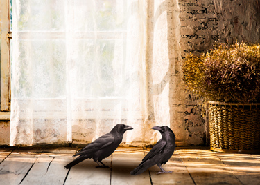  Two crows in a patch of sunlight on a wooden floor.