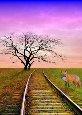 Fox standing by railroad tracks at sunset.