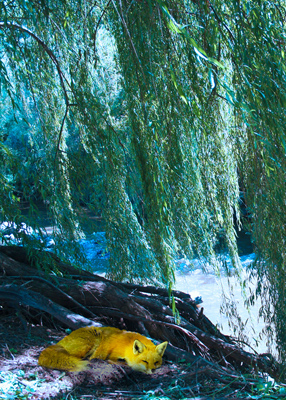 Fox napping beneath a willow tree beside a rushing river.
