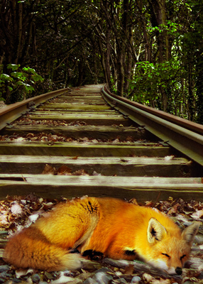Fox sleeping on abandoned railroad tracks running through a forest.