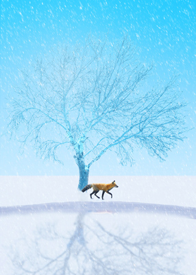 Fox trotting through snowy landscape, a bare winter tree reflected in the frozen pond.