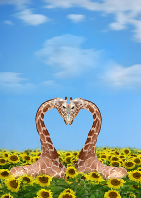 Two giraffes touching foreheads in a field of sunflowers.