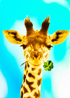 Smiling giraffe holding shamrock in her mouth.