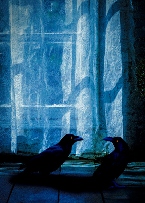 Two crows standing in moonlight on wooden floor