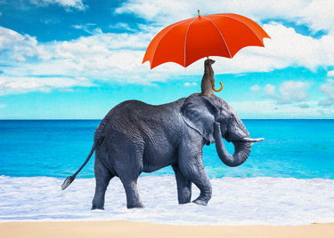 Meerkat holding an orange parason above the head of an elephant as they take a stroll on the beach.