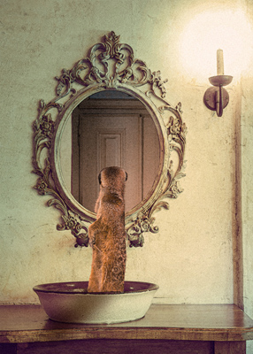 Meerkat looking at itself in an antique mirror.