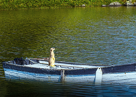 Meerkat standing at the back of small rowing boat on placid pond.