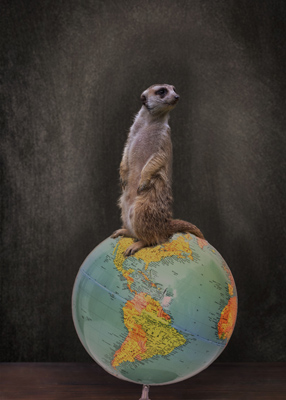 Meerkat standing on globe in front of blackboard.
