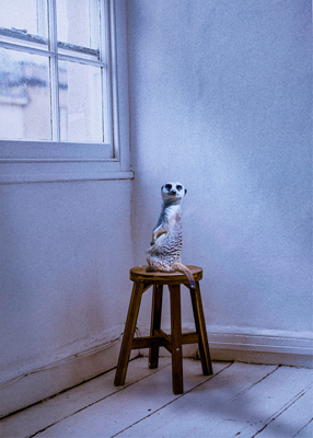 Meerkat sitting on stool in white room, beneath a window.