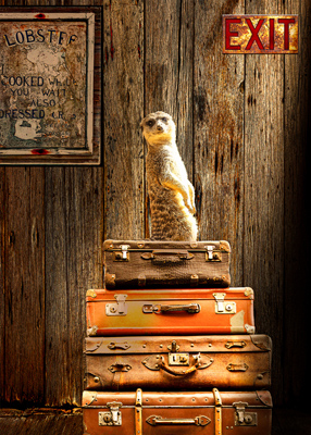 Meerkat standing on pile of vintage suitcases.