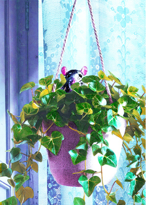 Cute gray mouse peeking out from ivy hanging from a pink pot.