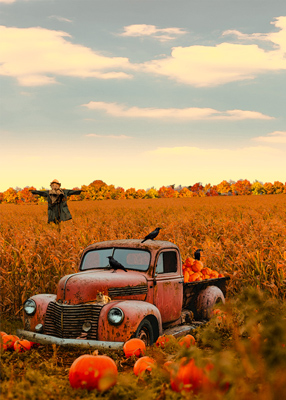 Old truck sitting in  a pumpkin patch at the edge of a cornfield. A gray and white tabby sits on its hub, it's bed is full of pumpkins and multiple crows have gathered as