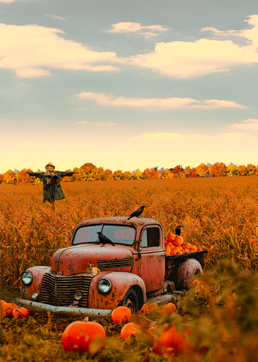  Old truck sitting in  a pumpkin patch at the edge of a cornfield. A gray and white tabby sits on its hub, it's bed is full of pumpkins and multiple crows have gathered as if to mock the scarecrow in the distance.