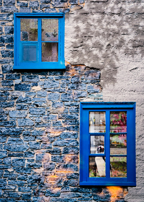 Penguin staring out from a blue window.