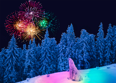 Polar bear, gazing up at New Year's fireworks, bathed in their light.