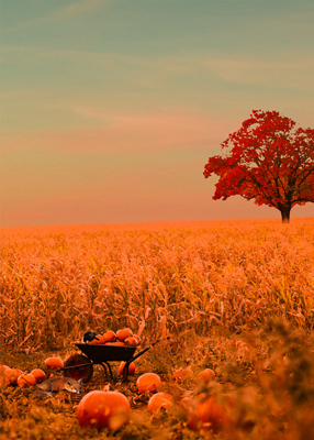 Fox sleeping beside wheelbarrow full of pumpkins next to a cornfield.
