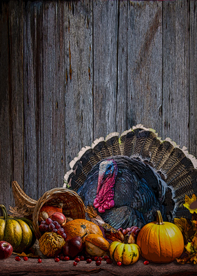 Fat turkey sits as the centerpiece of a Thanksgiving display containing pumpkins, berries, corn, and a horn of plenty.