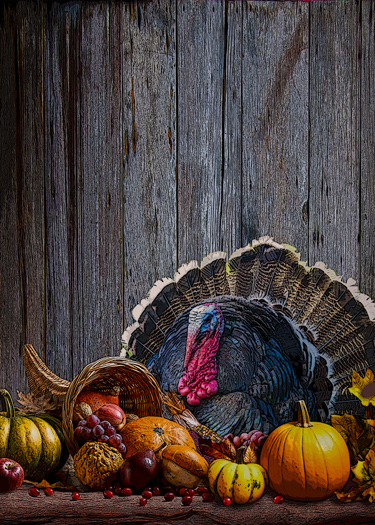  Fat turkey sits as the centerpiece of a Thanksgiving display containing pumpkins, berries, corn, and a horn of plenty.