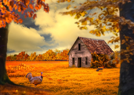 Autumn landscape with a fat turkey and a wheelbarrow full of pumpkins.