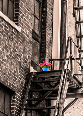 A blue pot with pink flowers sits on a fire-escape